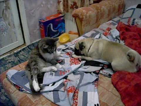 Мопс и кошка