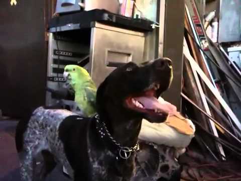 Parrot vs German Shorthair Pointer