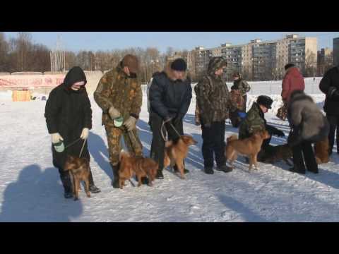Выставка охотничьих собак "Карело-финская лайка 2010"