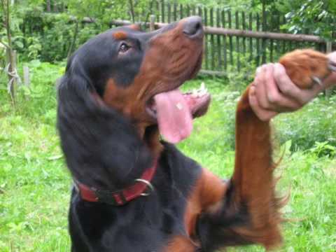 Mona - Gordon Setter