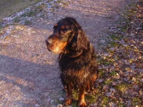 lennie my gordon setter