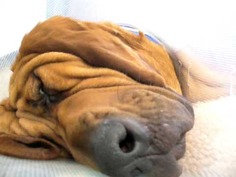 Snoring Bloodhound