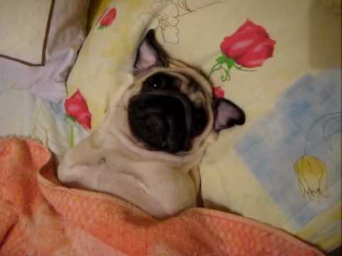 Мопс - смотреть со звуком / pug sleeps