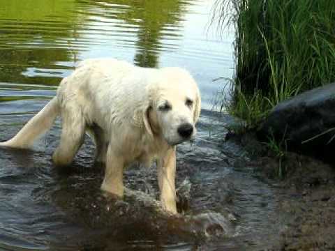 щенки от 12 июня 2011.avi