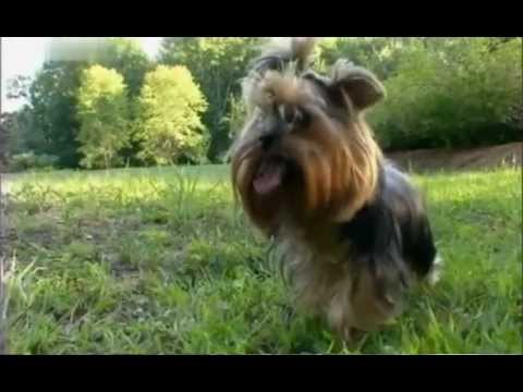 Введение в собаковедение 101 Dogs Часть 6 Animal Planet