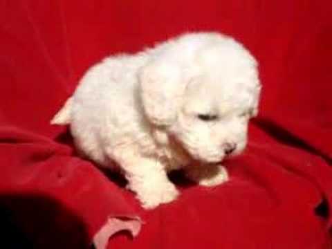 Leah - Sweet pure breed Bichon Frise girl