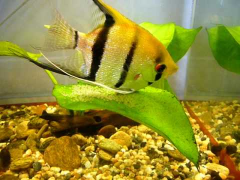 Скалярия (Pterophyllum). Нерест.