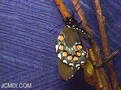 бабочка Pipevine Butterflies
