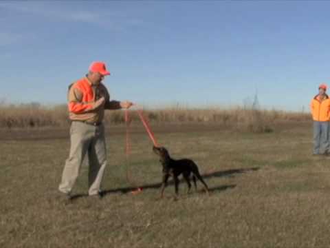 Gordon Setter Yard Training