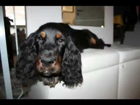 James, Gordon Setter, first four months