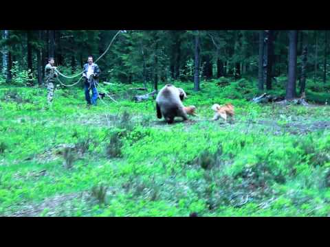 карело-финская лайка Буза и Дублон