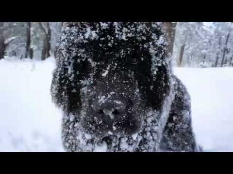щенок Ньюфаундленда играют в снегу
