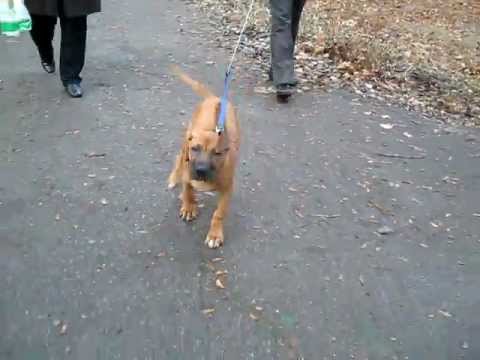 родезийский риджбек Ярослав Мудрый (rhodesian ridgeback)