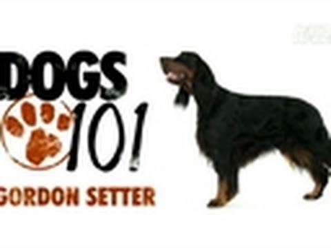 Dogs 101- Gordon Setter
