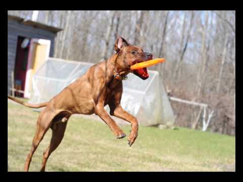 Родезийский риджбек Роджер. DOG-Frisbee