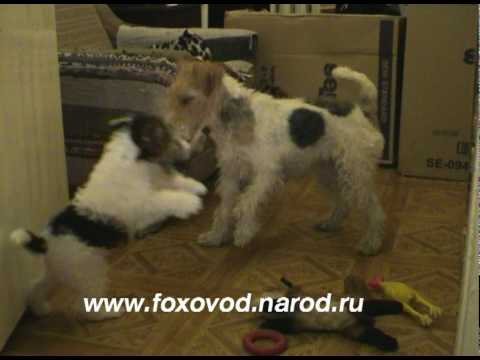 Щенки фокстерьера Бары Винси и Валли Wire Fox Terrier Puppies