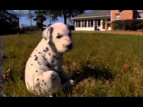 Введение в собаковедение 101 Dogs Часть 10 Animal Planet