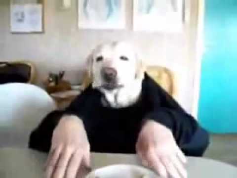 Собака ест руками