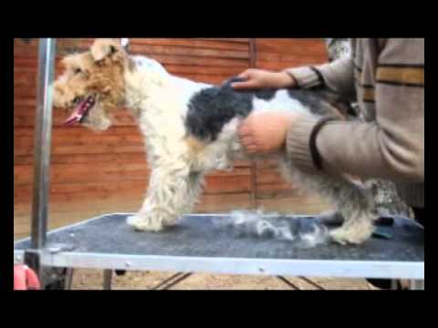Тримминг фокстерьера. Wire Fox Terrier trimming