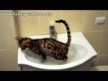 Bengal kitten Tiger is playing in water - Бенгальский котенок купается в воде
