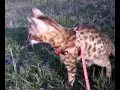 Бенгальская кошка впервые на прогулке
