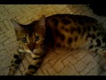 Беременная бенгальская кошка Челси