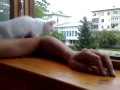 Заботливая кошечка  Careful Kitty