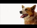 Порода собак - Австралийская пастушья собака