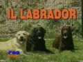 Собаки от А до Я. Лабрадор.