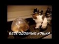 Бесподобные кошки - Funny cats. Компиляция # 4