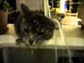 Эти удивительные смешные кошки (funny kittens) №4