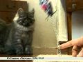 Зверская жизнь. Сибирские кошки