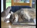 Funny Cats. Приколы с котами 2013