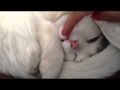 Белая кошка спит