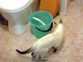 Ведро воды, белая полоска и тайская кошка