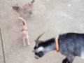 Маленький котенок противостоит козлу