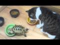 Черепаха против кошек: кто в доме хозяин?!