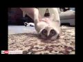 60 минут смешных и забавных видео про кошек!