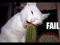 Лучшее смешное видео про животных со всего интернета!