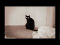 Смешная подборка видео про кошек