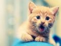 Кошки умеют говорить?!