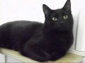 Чёрная Кошка - самое необычное существо