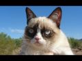 Кошачья подборка прикольных видео 2013