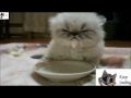 Мега смешное видео с кошками (Сентябрь 2013)