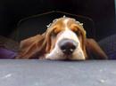 Epic Snoring Basset Hound