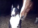 Bullterrier & HORSE Бультерьер и лошадь