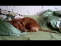 Такса во сне стучит хвостом. Sleeping dachshund tail knocks.