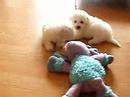 Tired Bichon Frise puppies at 6 weeks old