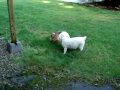 Brussels Griffon Stewyka and Bichon Sammie. (брюссельский грифон Стюйка).