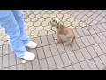 Брюссельский грифон - щенок - Гретта